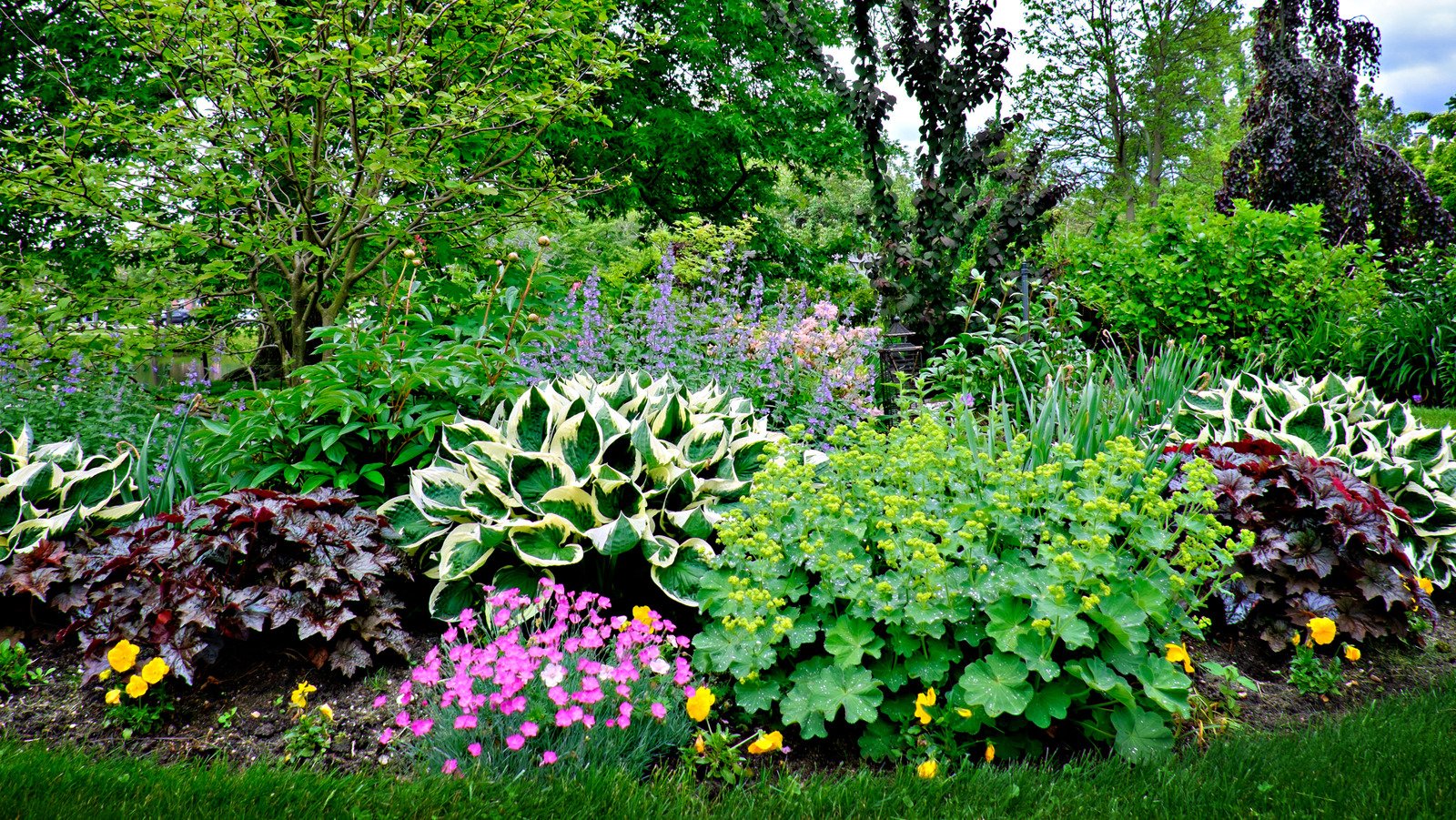 The Purple Flowering Ground Cover That Thrives In Sun Or Shade Flipboard