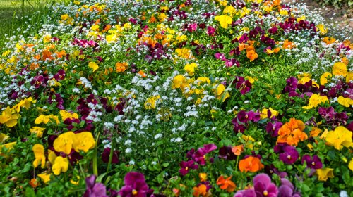 Enhance Your Garden Beds With These Long-Lasting Flowers With Two-Toned Blooms