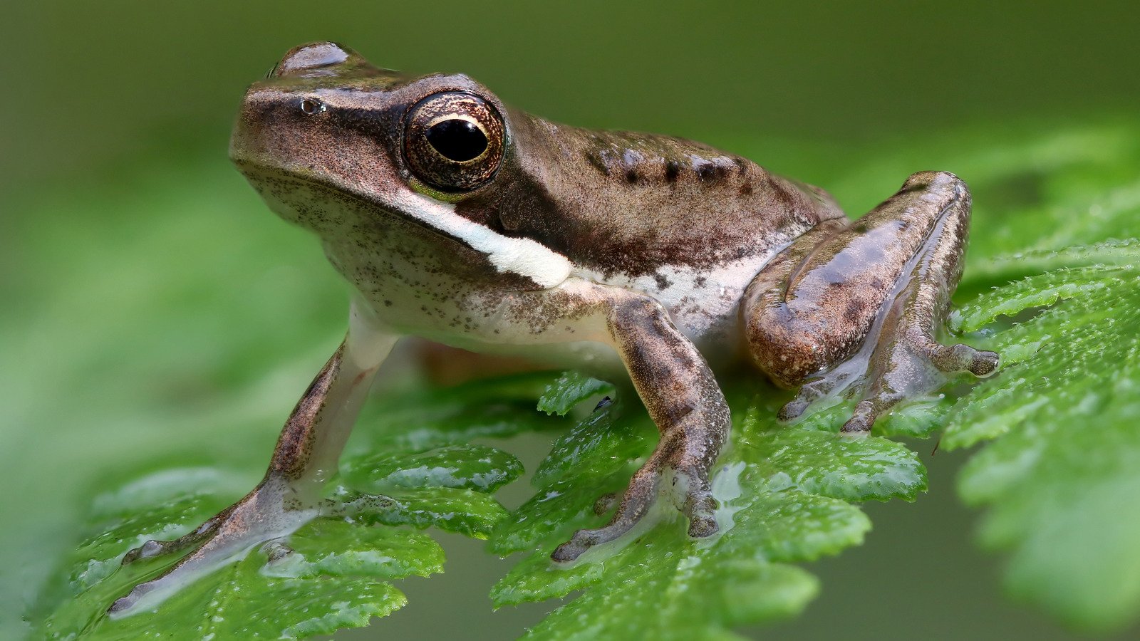 8 Best Ways To Safely Get Rid Of Frogs From Your Garden - House Digest