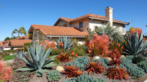 15 Succulents To Enhance Your Drought-Friendly Lawn