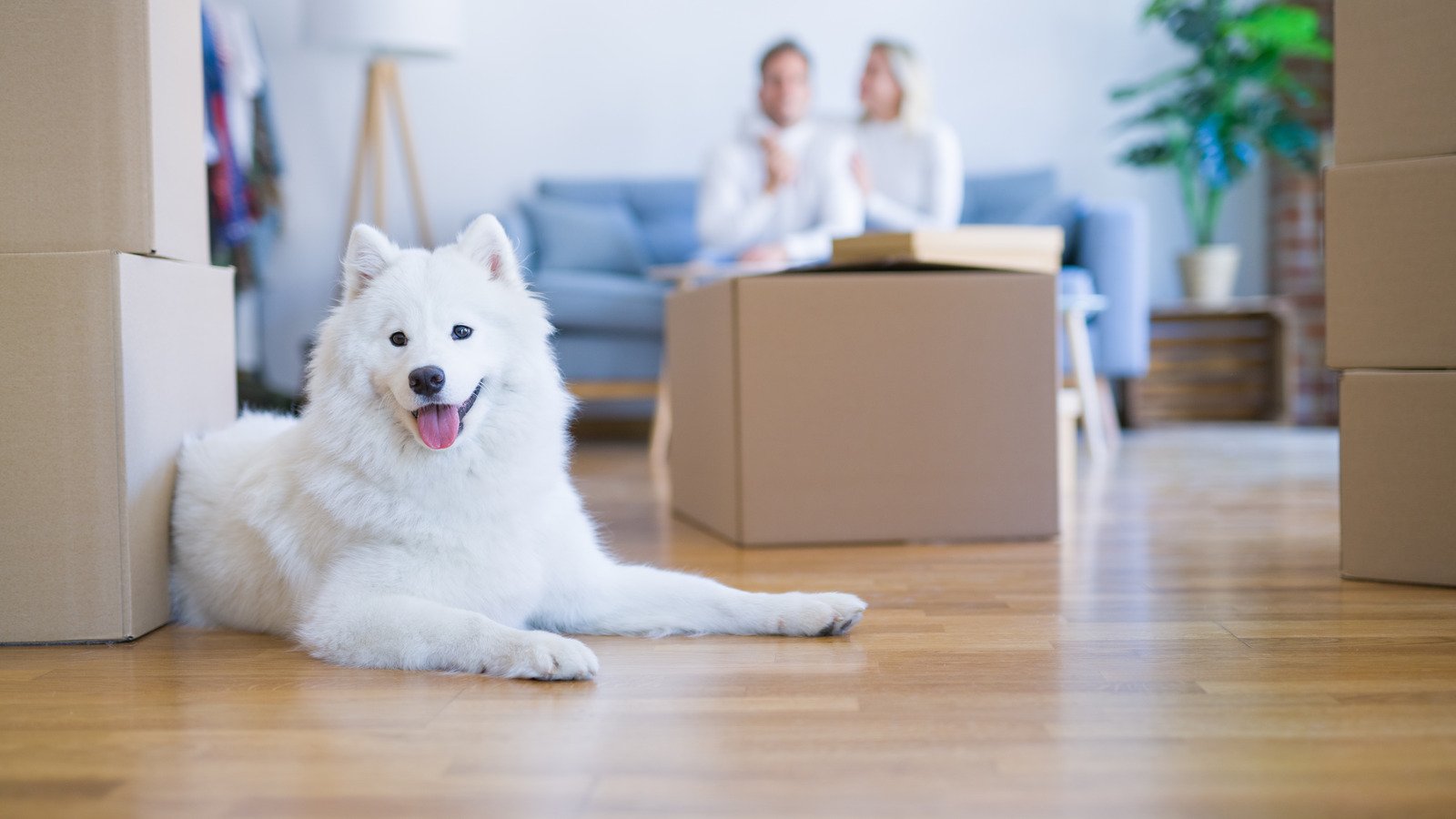 10 Tips To Help Prepare You For Moving With A Pet, According To An Expert