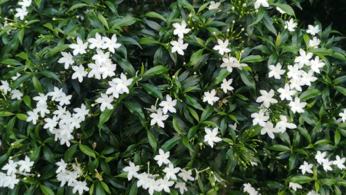 Tips For Pruning Jasmine Flower To Keep Your Plant Happy And Healthy