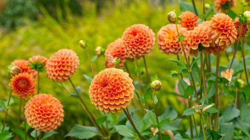 15 Annuals That Bloom With Striking Orange Flowers