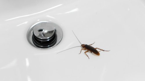 If You're Seeing Roaches In A Clean Home, This Could Be Why