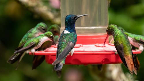Should You Clean Your Hummingbird Feeder With Vinegar? Our Bird Expert Weighs In