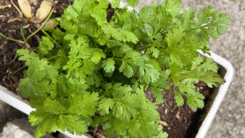 Your Cilantro Plants Will Flourish With The Help Of One Household Essential