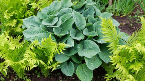 The Flowering Ground Cover That Pairs Beautifully With Ferns & Hostas