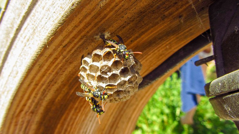 8 Ways To Get Rid Of Wasps