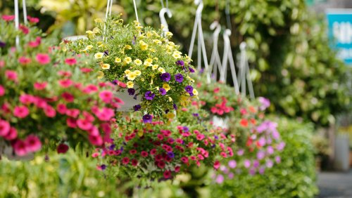 10 Fragrant Flowers Perfect For Hanging Baskets