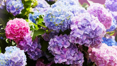 This Unlikely Kitchen Scrap Is The Secret To Thriving Hydrangeas