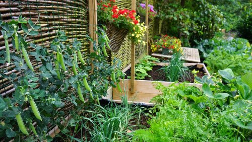 3 Savvy Tips For Fighting Climate Change From Your Garden