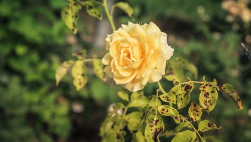Save Your Roses From Harmful Black Spot Disease With A Common Kitchen Ingredient