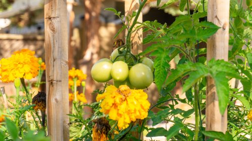 What Is Companion Planting And How Does It Benefit Your Garden?