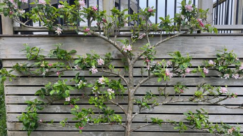 11 Fruit Trees That Are Perfect To Espalier