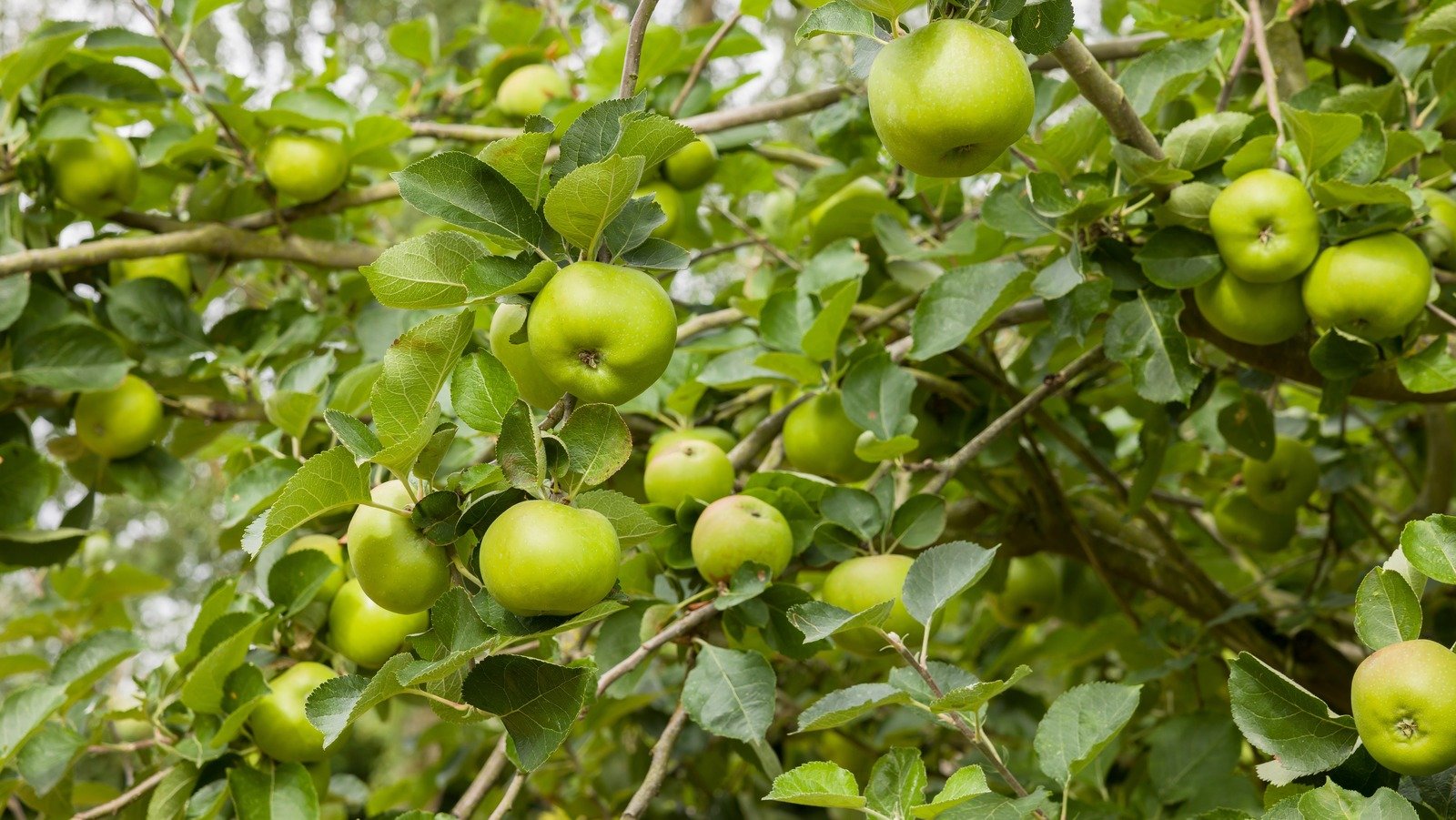 10 Companion Plants That Will Make The Apple Trees In Your Yard Thrive