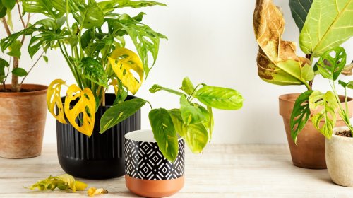The Indoor Plant Warning Sign That Could Indicate A Gas Leak In Your Home