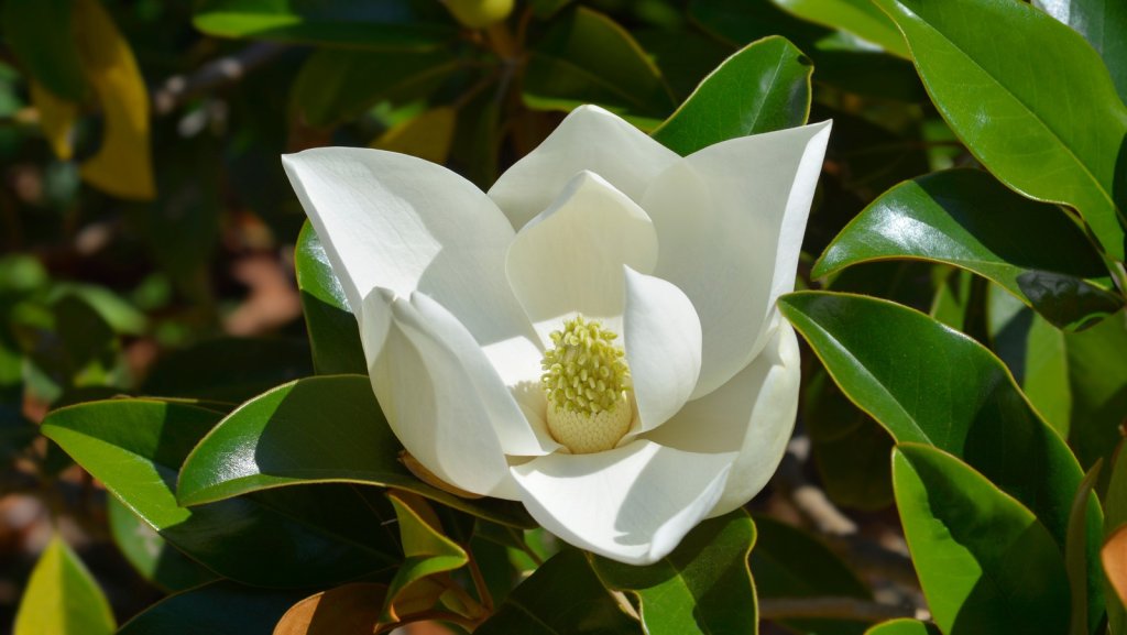 GARTENLEBEN