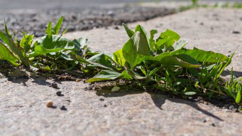 The Clever Solution That Stops Weeds From Growing In Your Driveway For Good