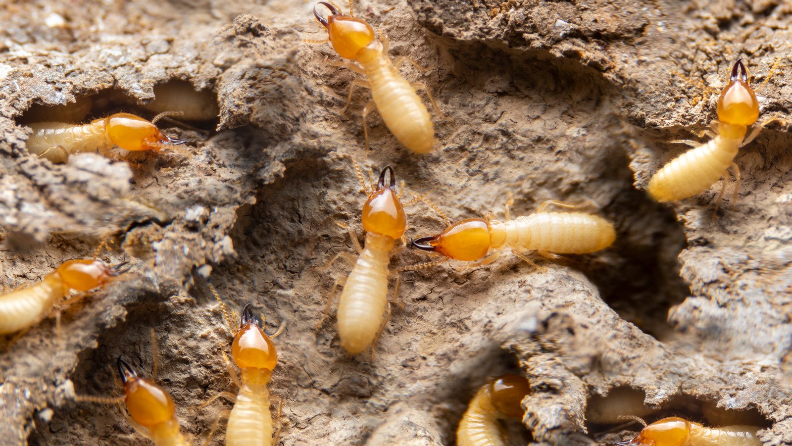 Termites Don't Stand A Chance Against One Ingredient Everyone Has In Their Kitchen