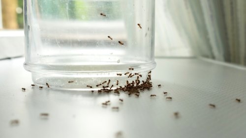 Keep Ants Out Of Your Home With A Relaxing Scent They Can't Stand
