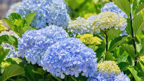 Tired Of White Hydrangeas? Here's How To Make Yours Blue
