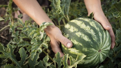 The Renter-Friendly Solution To No-Garden Watermelon Growing