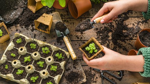 When Should You Start Fertilizing Your Seedlings?