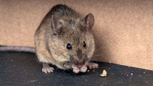 Keep Mice Away From Your Home With An Item You Already Have In The Kitchen