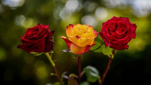 Plant Rescue: What Rust On Roses Looks Like And How To Save Them