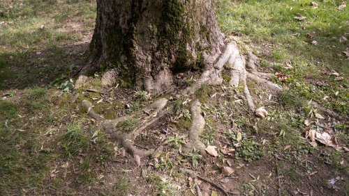 Should You Cover A Tree's Exposed Roots With Soil?
