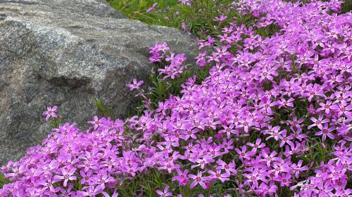 The Obvious Companion For Creeping Phlox We Should Have Thought Of Sooner