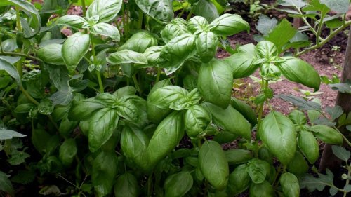 The One Plant You Should Never Grow Near Basil