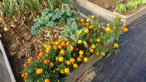 Companion Planting Mistakes Everyone Makes & How To Avoid Them