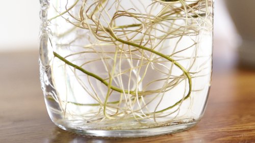 The Popular Herb That Just Needs A Little Bit Of Water To Propagate