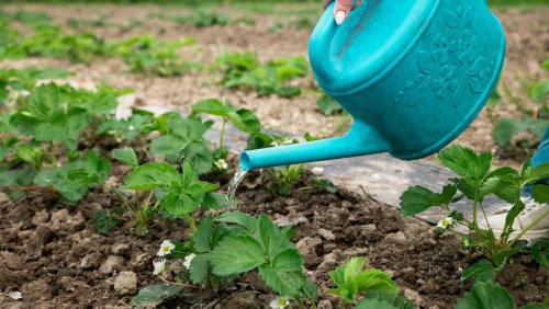 The Essential Watering Tip You Should Know For Thriving Strawberry Plants