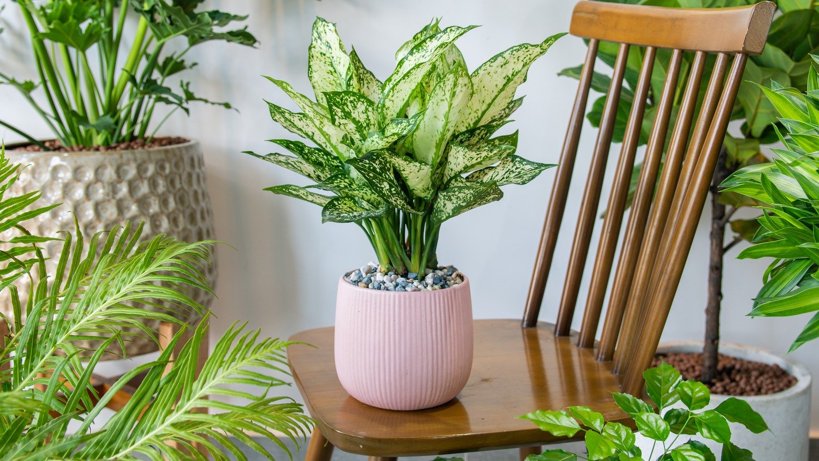 What Does Variegated Mean For Houseplants, And How Can You Incorporate It Into Decor?