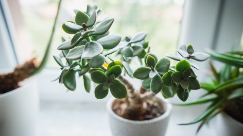 What's The Best Way To Treat Powdery Mildew On Jade Plants?