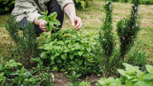 Planting These Two Aromatic Herbs Together Is A Gardening Mistake You'll Regret