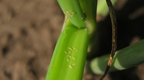 Keep Your Garden Onions Free Of Thrips With This Common Pantry Ingredient