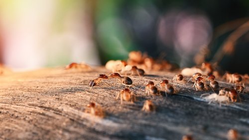 Get Rid Of Pesky Termites With Two Ingredients You Already Have On Hand