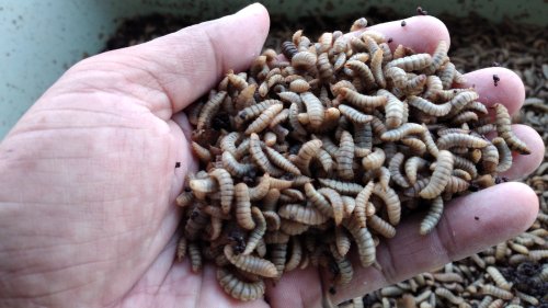 The Unexpected Ingredient To Keep On Hand If You Have A Maggot Problem - House Digest