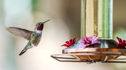 When Should You Take Down Your Hummingbird Feeder?