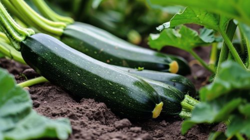 The Best Time To Fertilize Zucchini Plants For Healthy Growth & An Abundant Harvest