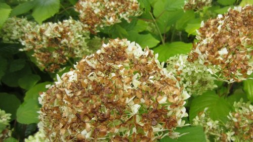 Why Your Hydrangea Flowers Are Browning And How To Fix The Problem