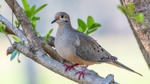 Use This Type Of Bird Feeder To Draw More Mourning Doves To Your Yard