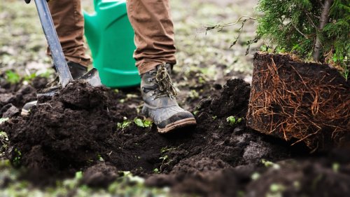 11 Trees You'll Want To Plant In Your Yard During Spring (And 5 To Avoid)