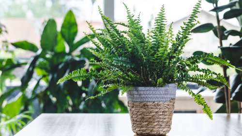 High Maintenance House Plants To Avoid If You Live A Busy Life