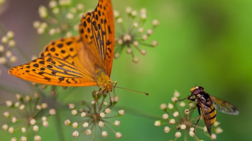 Avoid These Mistakes If You're Trying To Attract Pollinators To Your Garden