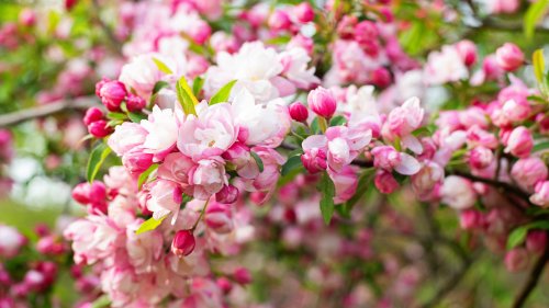 Growing A Crabapple Tree? Avoid These Common Mistakes