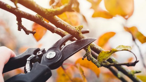 Plants You Shouldn't Be Pruning In The Fall